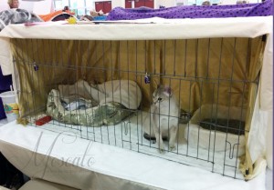 Singapura Cat Show Benching Cage 10-19-14